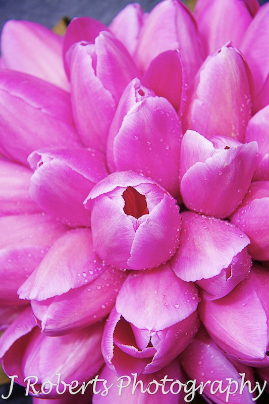 Pink Tulip bridal bouquet - wedding photography sydney
